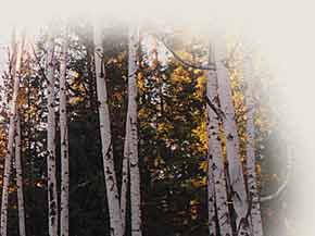 Priest River Experimental  Forest Station
